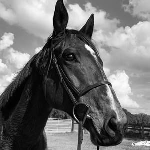 Meet your Posher, Daniella